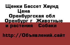 Щенки Бассет Хаунд › Цена ­ 20 000 - Оренбургская обл., Оренбург г. Животные и растения » Собаки   